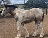 all-around-gypsy-vanner-horse