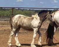 buckskin-gypsy-vanner-filly