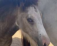 buckskin-all-around-horse