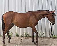 boy-iberian-horse