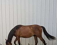brave-iberian-horse