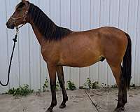 call-iberian-horse