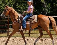 confidencebuildinghorse-quarter-horse