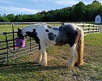 negotiable-gypsy-vanner-horse