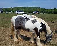 age-gypsy-vanner-horse