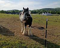 gypsy-vanner-horse