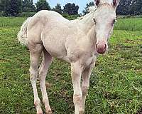 star-horse