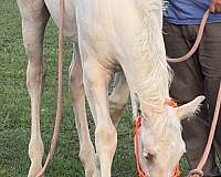 gold-cream-quarter-horse