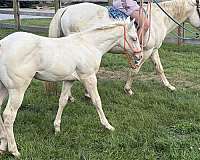 ranch-showing-quarter-horse