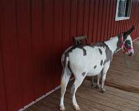 pregnant-jenny-donkey