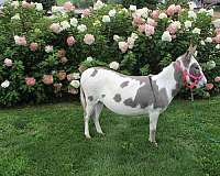 donkeys-forsale-mare