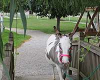 kidsafe-mare