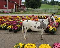 family-pet-mare