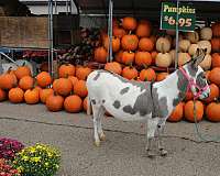 pregnant-jenny-mare