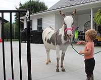 piebald-beginner-donkey