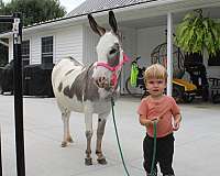 piebald-companion-donkey