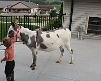 piebald-flashy-donkey