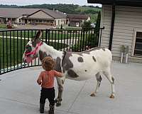 piebald-husband-safe-donkey