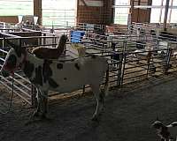 piebald-therapy-donkey