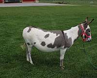 piebald-donkey-for-sale