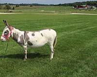 family-pet-donkey