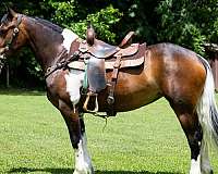 all-around-paint-horse