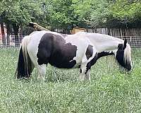 breeding-gypsy-vanner-horse