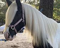 piebald-gypsy-vanner-mare