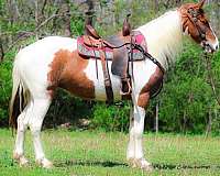all-around-spotted-saddle-horse