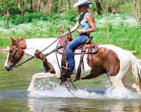 athletic-spotted-saddle-horse