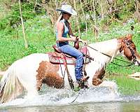 endurance-spotted-saddle-horse