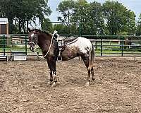 blanket-appaloosa-horse