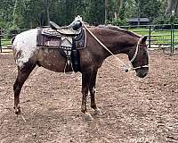 blanket-appaloosa