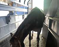 14-hand-appaloosa-gelding