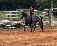 blue-roan-rmha-stallion