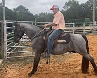 blue-roan-rmha-horse
