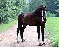 blaze-socks-horse