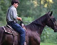all-around-percheron-horse