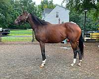 barrel-racing-thoroughbred-horse