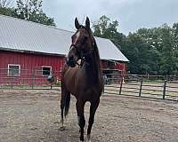 dressage-thoroughbred-horse