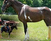 circles-kentucky-mountain-horse