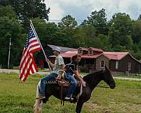 comfortable-kentucky-mountain-horse