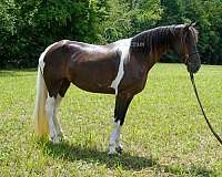 confidence-kentucky-mountain-horse