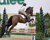 midwest-thoroughbred-horse