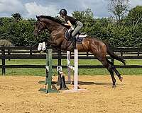 none-horse