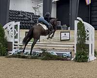 bay-none-horse