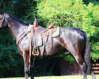 vaquero-morgan-horse