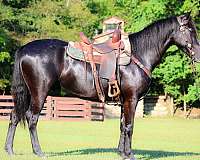 working-ca-morgan-horse
