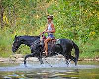 all-around-morgan-horse
