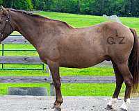 all-quarter-horse